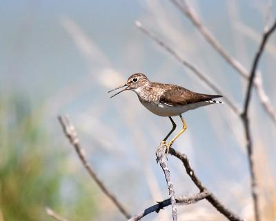 solitary sandpiper 6