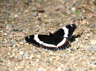 butterfly-white admiral 2
