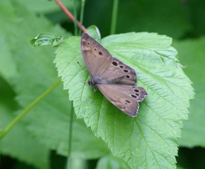 butterfly-northern pearly eye