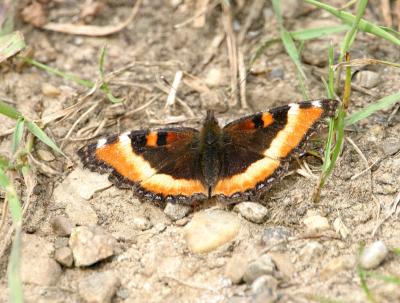 butterfly-milberts tortoise shell 2