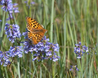 Atlantis Fritillary