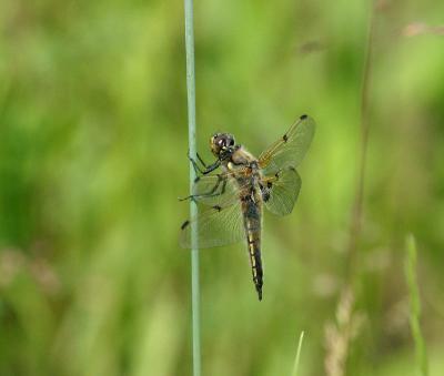 dragonfly-four-spotted skimmer