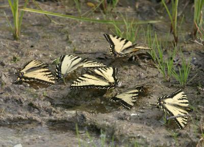 Canadian Tiger Swallowtails