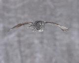 great gray owl in flight 4
