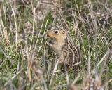 thirteen-lined ground squirrel