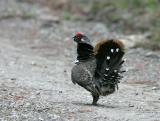 spruce grouse