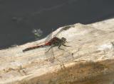 boreal whiteface