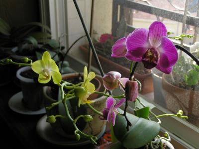 Orchid March 01 .JPG