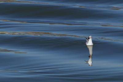 Swiming on the reflections n.3