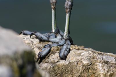 Foulque détail pattes