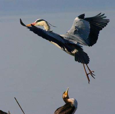 Héron cendré sous le regard inquièt d'un Cormoran