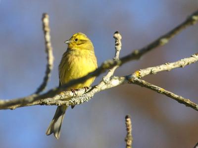 Bruant jaune