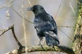  Corneille Noir (Corvus Corone corone) Carrion Crow