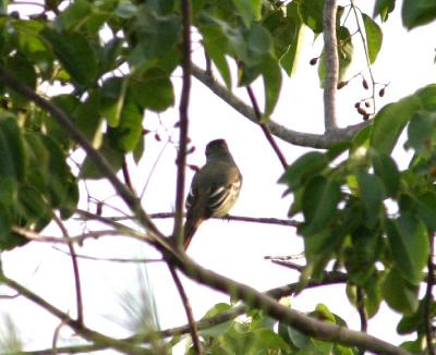 the back of a great crested flycatcher, Boot Key, FL