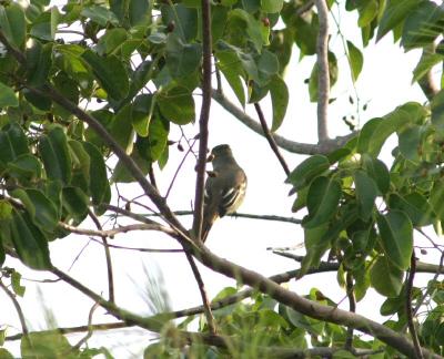 the back of a great crested flycatcher, Boot Key, FL
