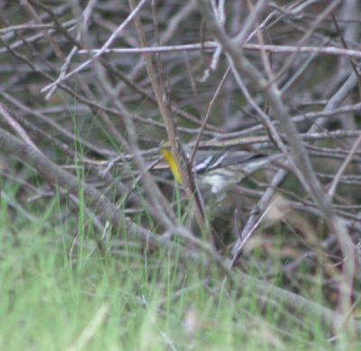 yellow throated warbler, Boot Key, FL