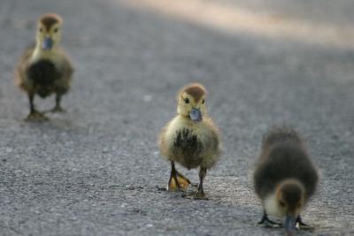 Family of ducks