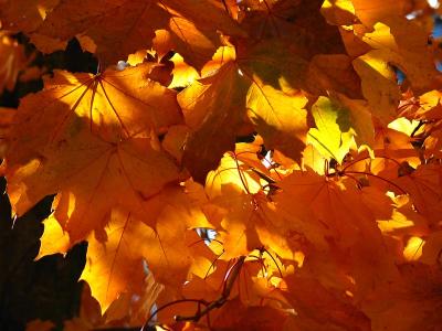 24/11/04 - Dernires feuilles