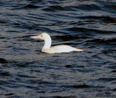 albino Yellow-billed Loon