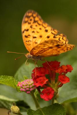 Pretty butterfly.jpg