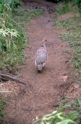 06-23-Local Fauna