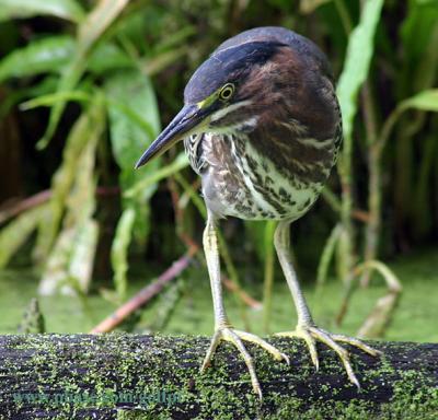 greenheron2x.jpg