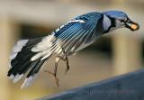 Bluejay taking flight