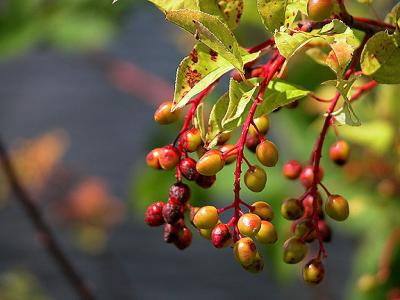 Fruit of the Vine