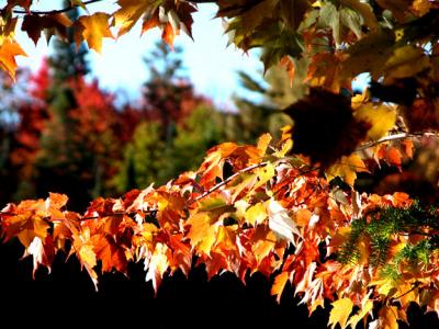 Maple Curtain