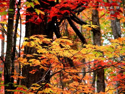 Leaf Gallery