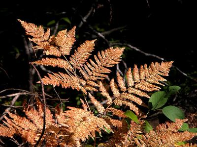 October Frond