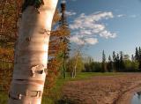 Paper Birch