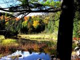 Beaver Pond