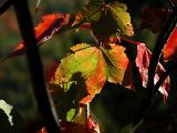 The Red Green Leaf