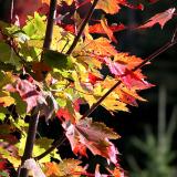 Celebrating Fall
