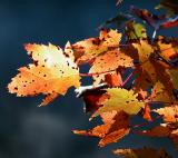 Fall Spots