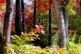Forest Colours