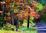 Forest Edge