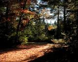 Forest Floor