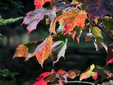 Maple Veins