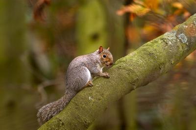 Grey Squirel