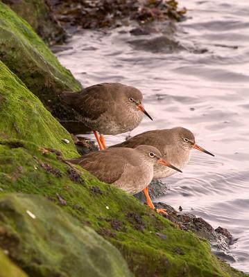 Redshank
