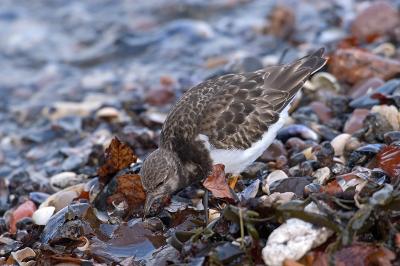 Turnstone