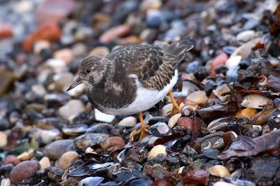 Turnstone