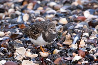Turnstone