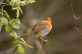 Robin