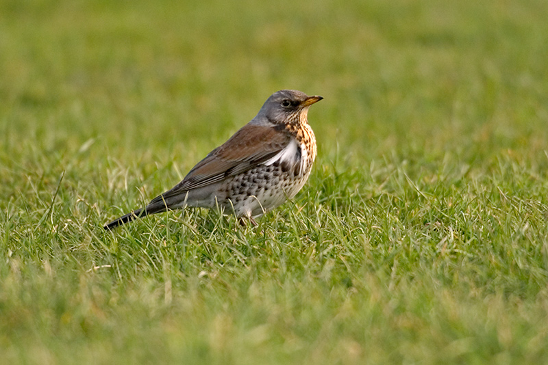 Fieldfare