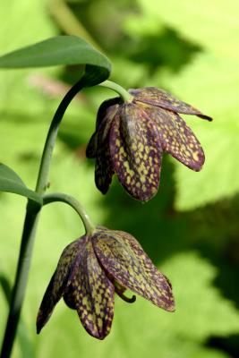 reticulated lilly