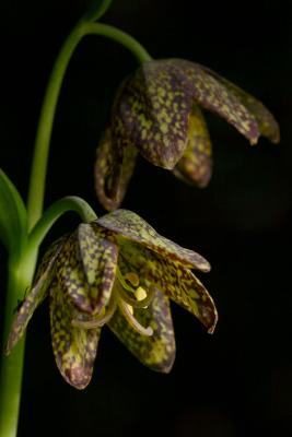 reticulated lilly2
