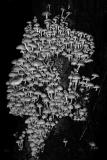mushroom explosion